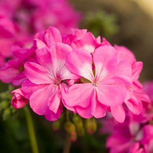 Geraniums (Zonal)